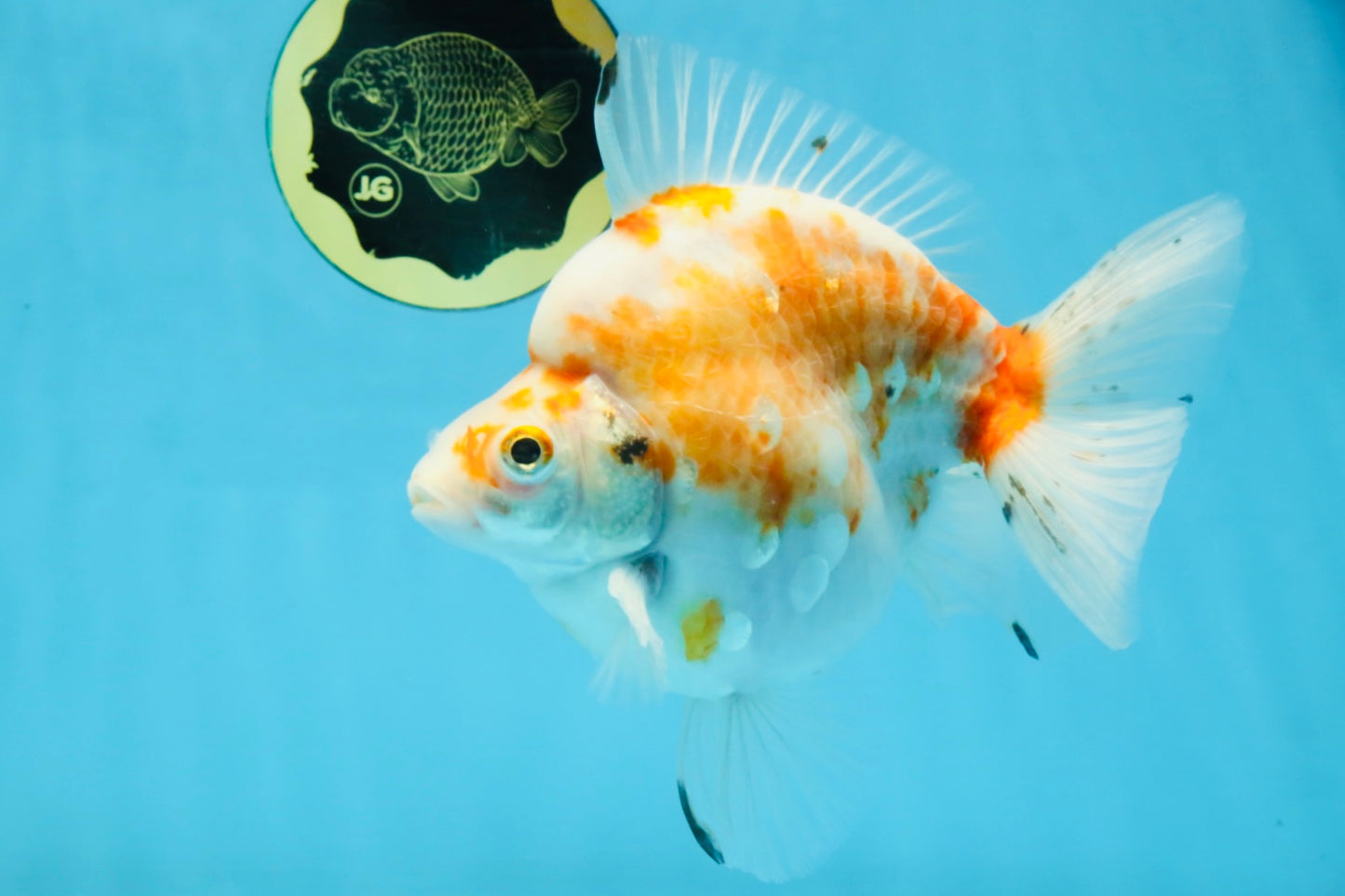 AAA Grade Indonesia Sakura Ryukin Male 6-6.5 inches #111425RK_12