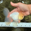 A Grade White Oranda Male 5-5.5 inches #081426OR_12