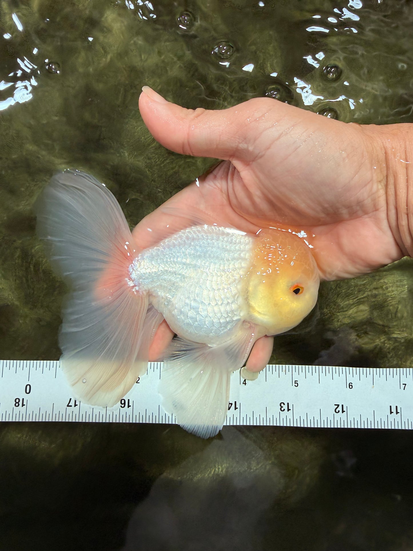 A Grade White Oranda Male 5-5.5 inches #081426OR_12