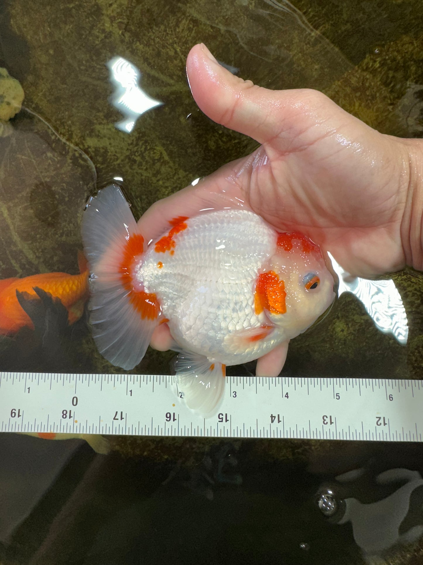 AAA Grade Red White Yuanbao Male 5 inches #100325YB_02