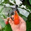 A Grade Tricolor Oranda Female 4.5 inches #0830OR_08