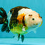 UNIQUE Tricolor Chinese Ranchu Male 6.5  inches #050826RC_12