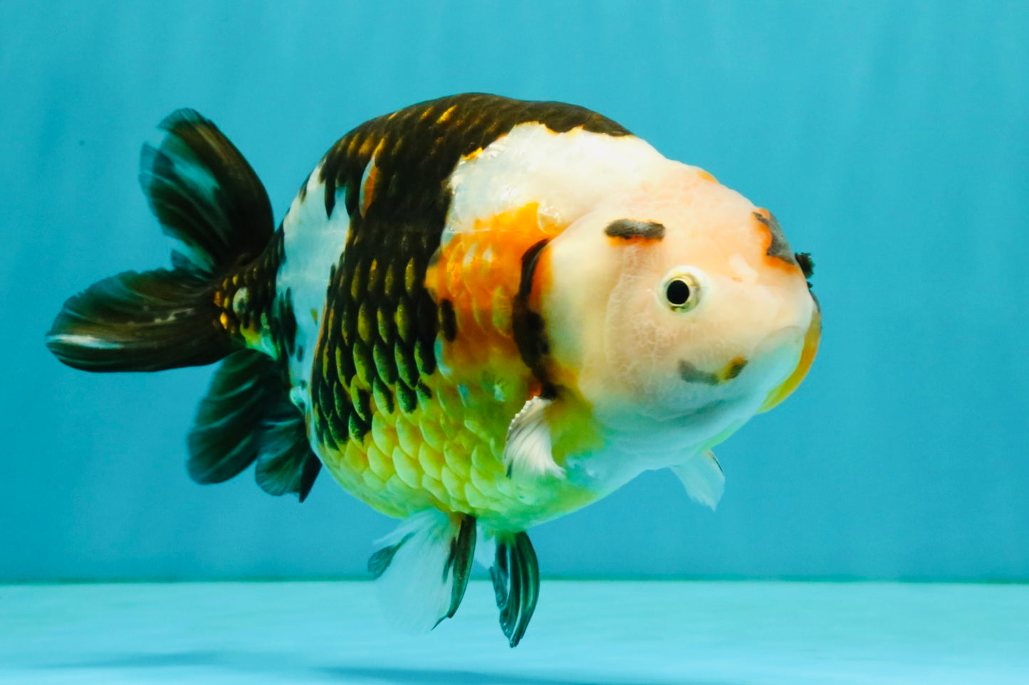 UNIQUE Tricolor Chinese Ranchu Male 6.5  inches #050826RC_12