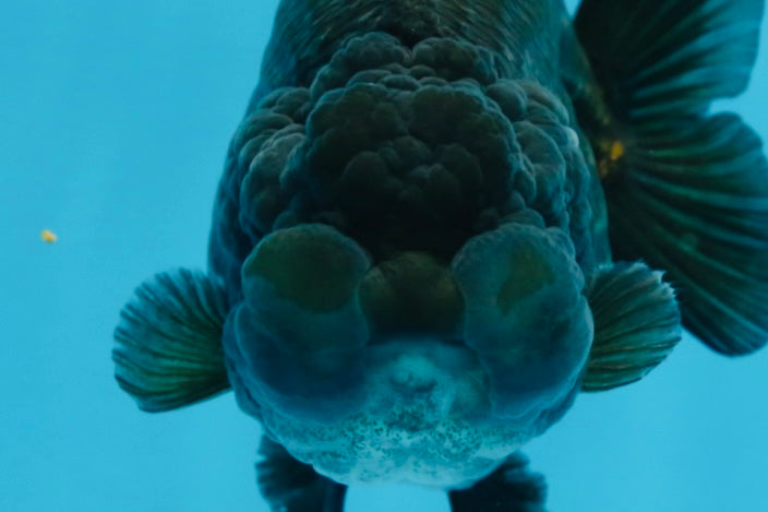 A Grade BIG WEN Black Blue LionQueen 4.5 inches #072525LC_01