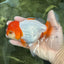 Red White Oranda Female 5.5 inches #110124OR_08