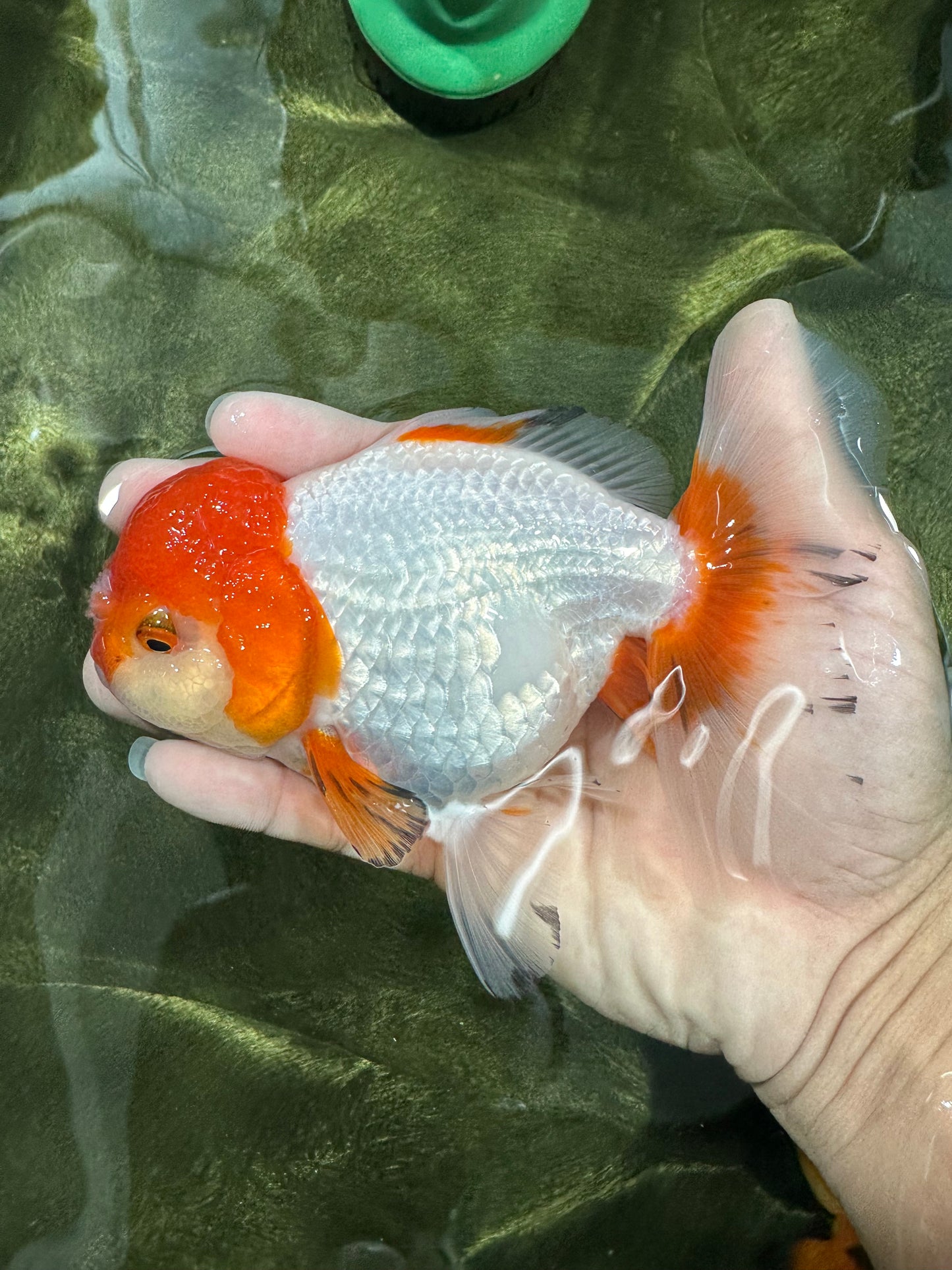 Red White Oranda Female 5.5 inches #110124OR_08