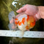 AAA Grade Godzilla Kohaku Sakura Oranda Male 5-5.5 inches #050925OR_56