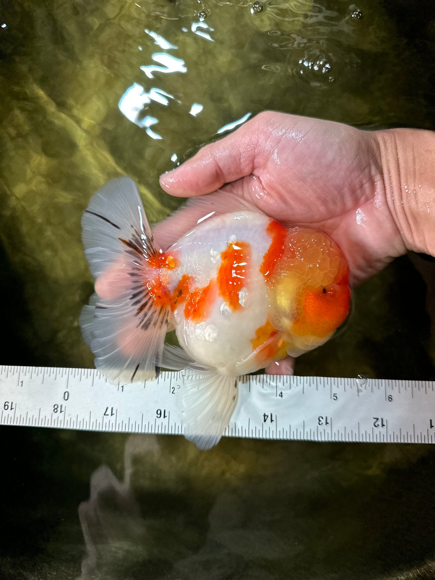 AAA Grade Godzilla Kohaku Sakura Oranda Male 5-5.5 inches #050925OR_56