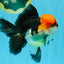 CHARLIE Tricolor Oranda Male 5-5.5 inches #040326OR_10
