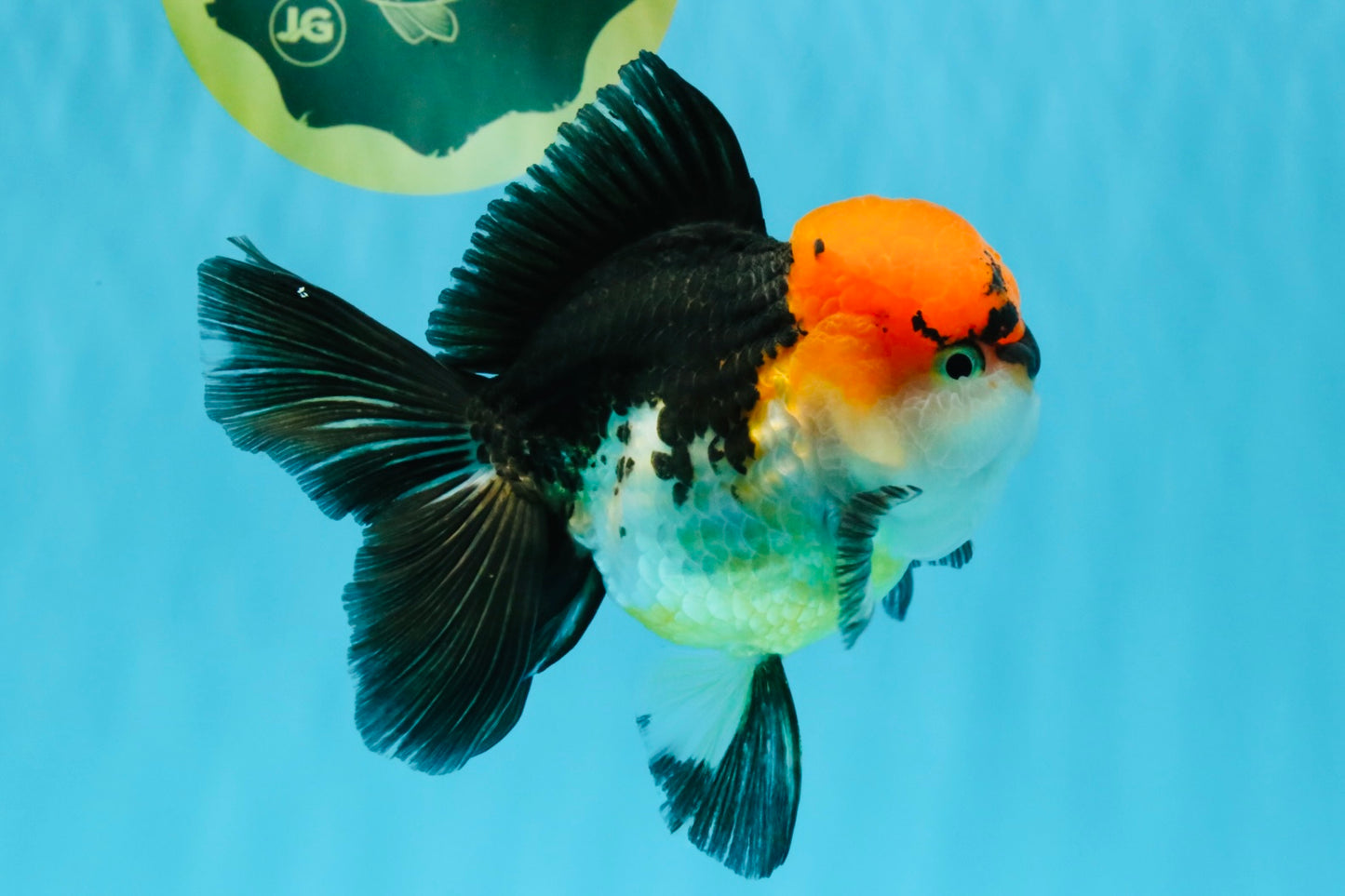 CHARLIE Tricolor Oranda Male 5-5.5 inches #040326OR_10