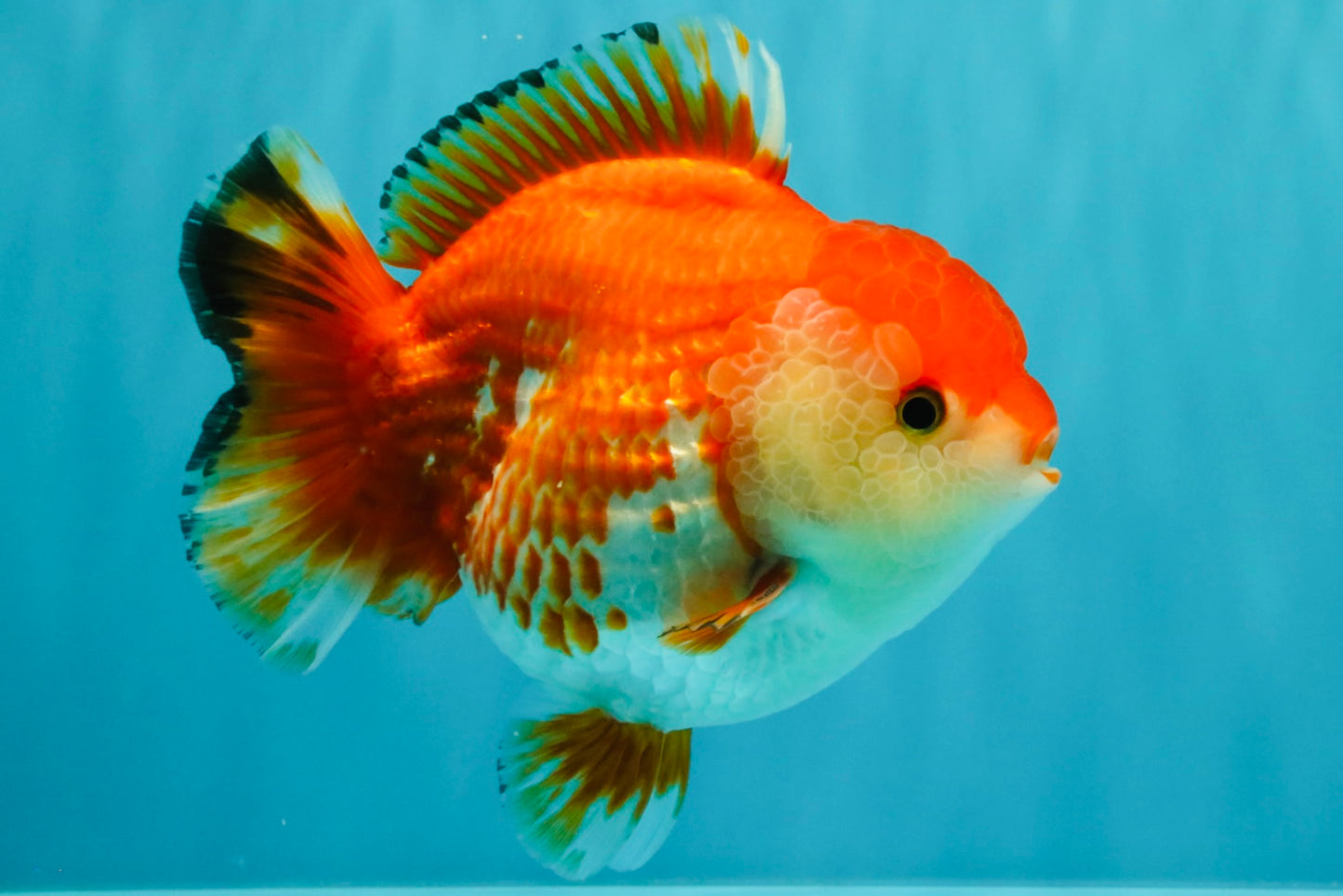 A Grade Red White Yuanbao Female 5.5 inches #031326YB_15