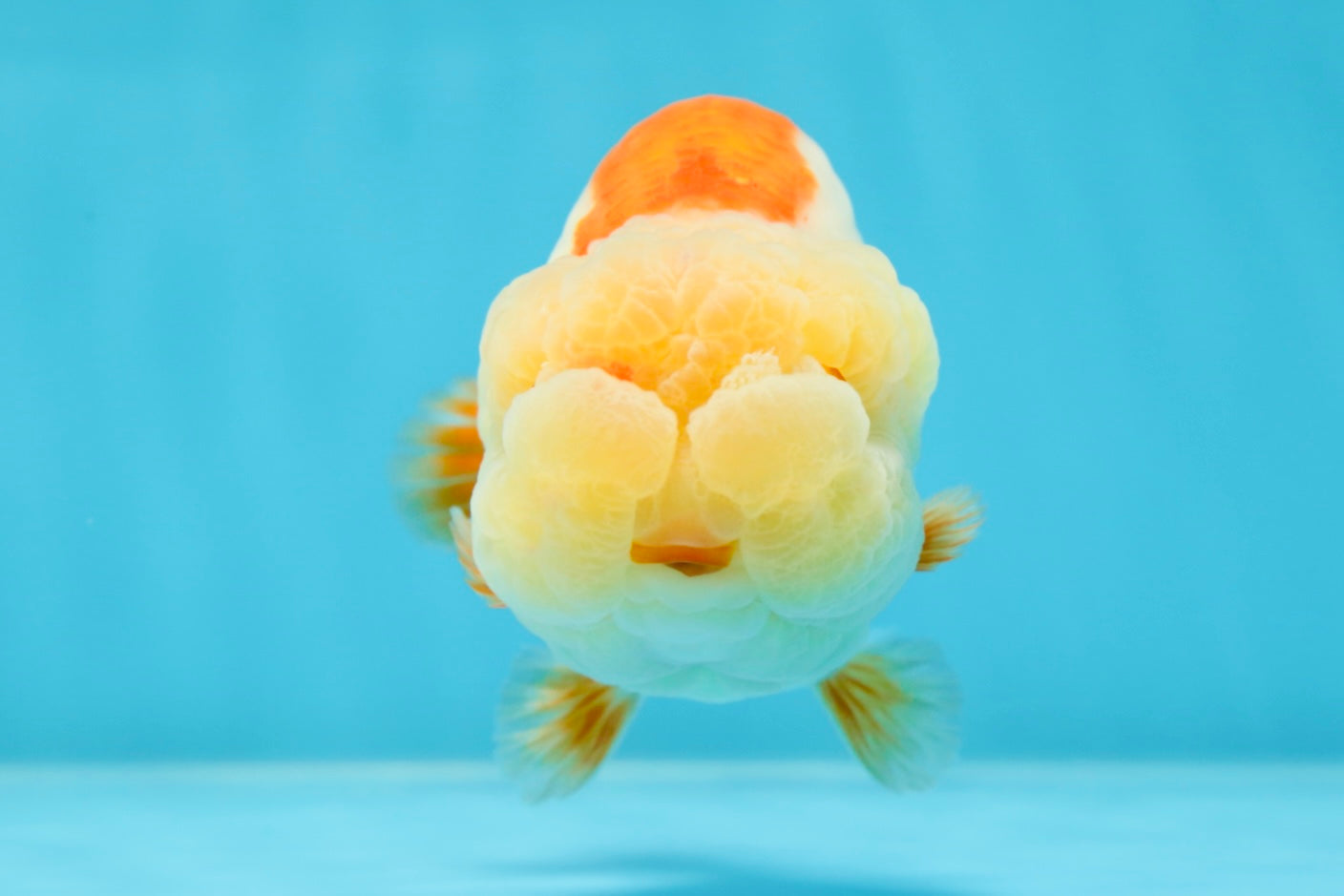 THE CUTEST WEN EVER A Grade Red White LionQueen 4.5 inches #042525LC_13