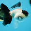 Panda Button Eyes Oranda Male 5-5.5 inches #112125OR_20