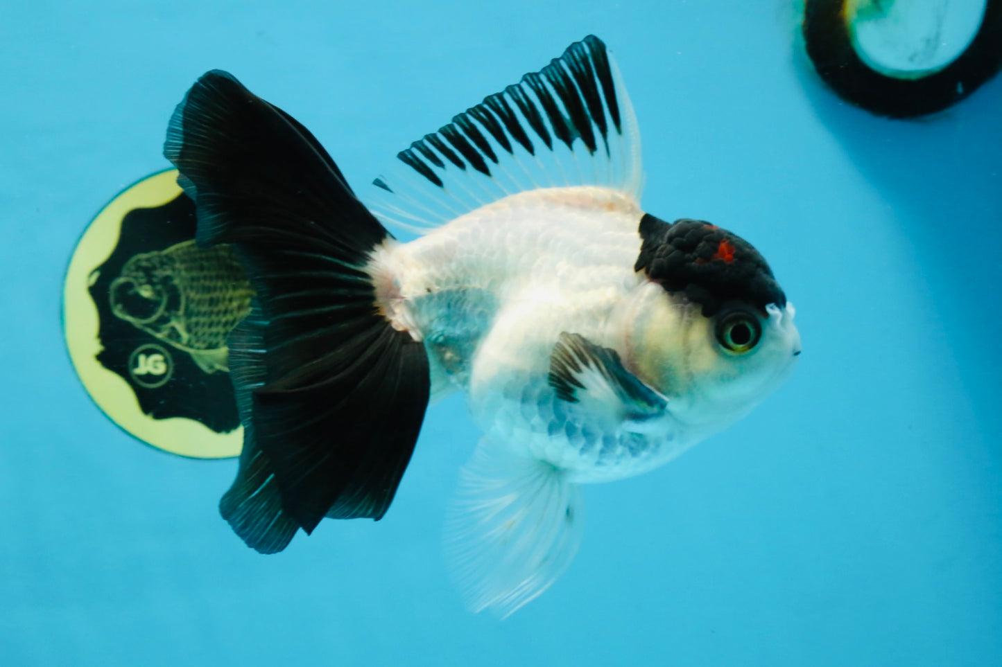 Panda Button Eyes Oranda Male 5-5.5 inches #112125OR_20