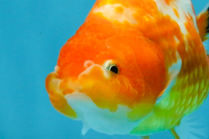 Sakura Chinese Ranchu Female 5 inches #120525RC_06