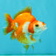 A Grade Red White Ryukin Female 3.5-4 inches #041726RK_02