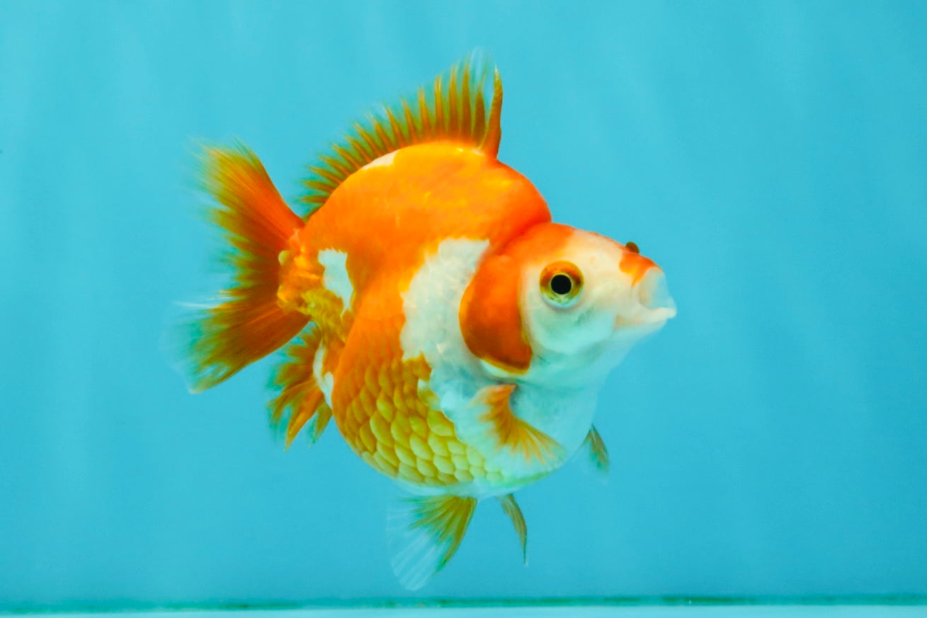 A Grade Red White Ryukin Female 3.5-4 inches #041726RK_02