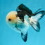 Grado A Panda Oranda Macho 4 pulgadas #0825OR_08