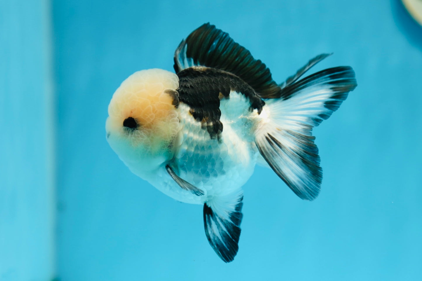 Grado A Panda Oranda Macho 4 pulgadas #0825OR_08