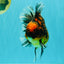 CHUNKY AAA Grade Broadtail Tiger Oranda Male 7-7.5 inches #071026OR_02
