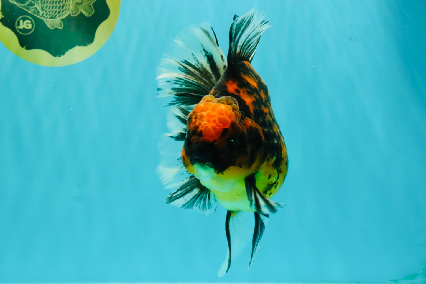 CHUNKY AAA Grade Broadtail Tiger Oranda Male 7-7.5 inches #071026OR_02