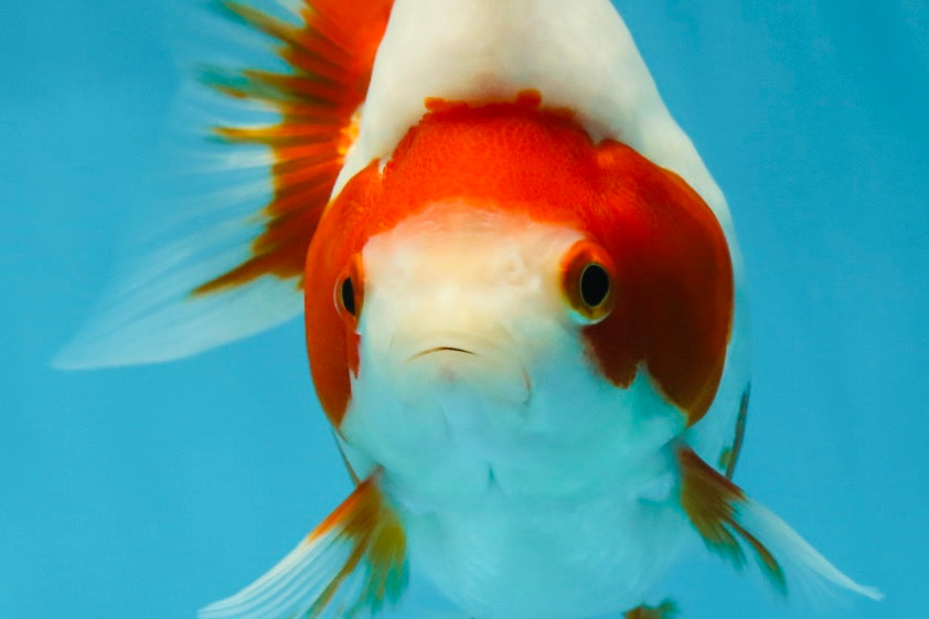 AAA Grade Red White Ryukin Female 5 inches #052325RK_23