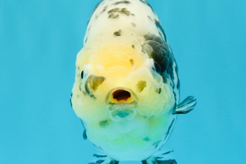 A Grade Cow Chinese Ranchu Female 5-5.5 inches #022726RC_20