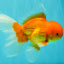 A Grade Red White Oranda Male 6.5 inches #082826OR_16