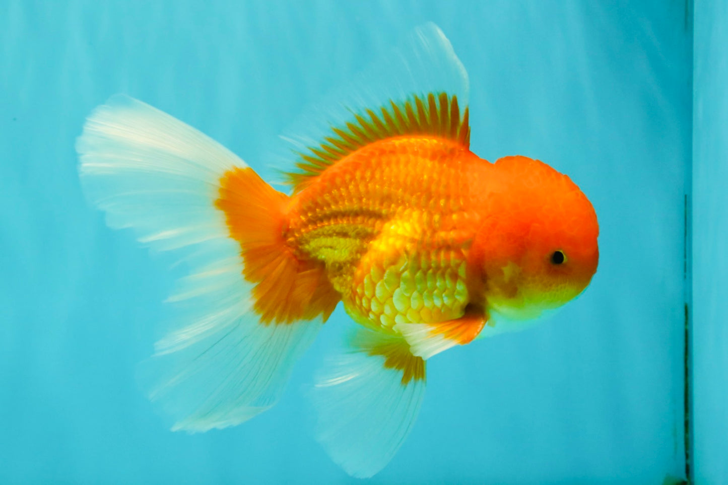 A Grade Red White Oranda Male 6.5 inches #082826OR_16