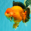AAA Grade Apache Oranda Male 6.5 inches #071026OR_06