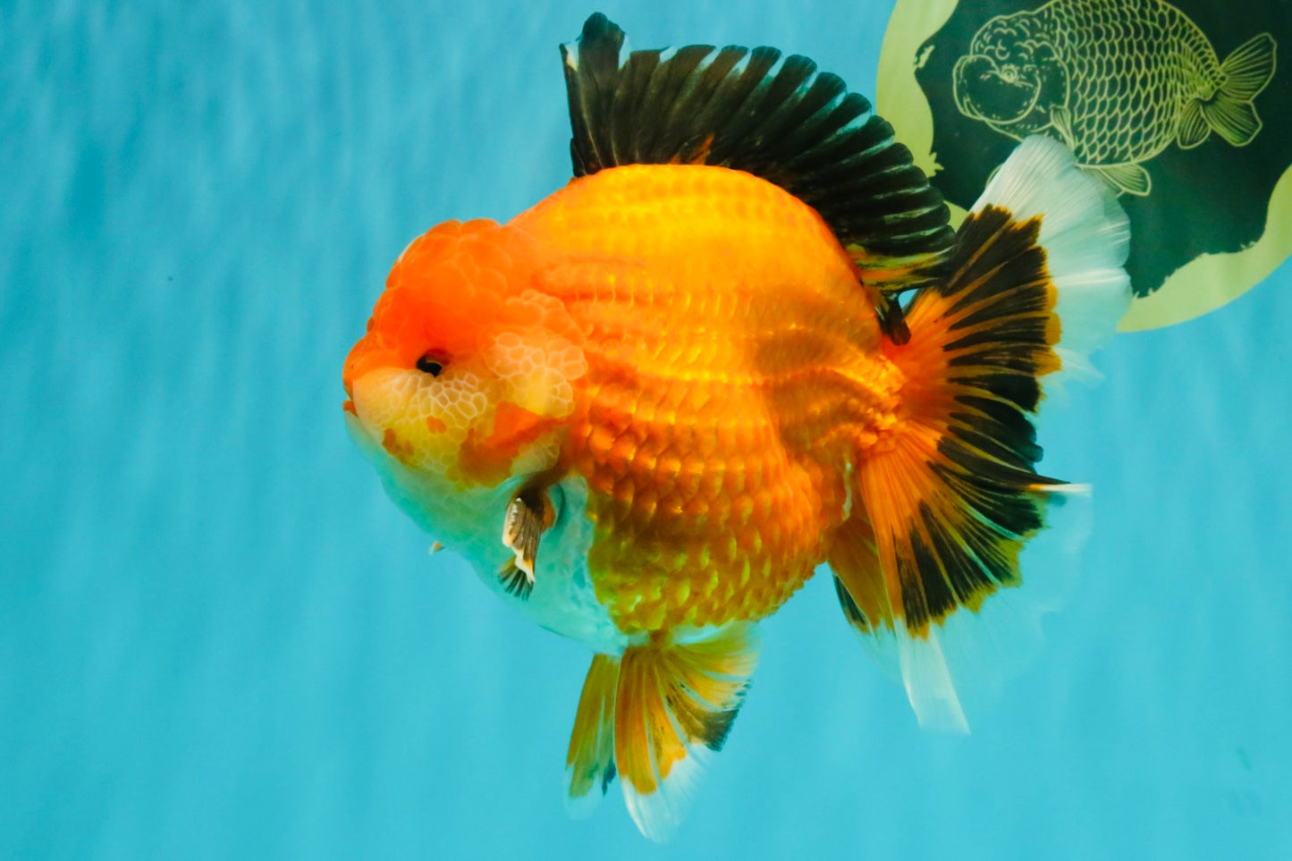 AAA Grade Apache Oranda Male 6.5 inches #071026OR_06
