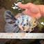 A Grade White Tiger Oranda Male 7 inches #082126OR_15