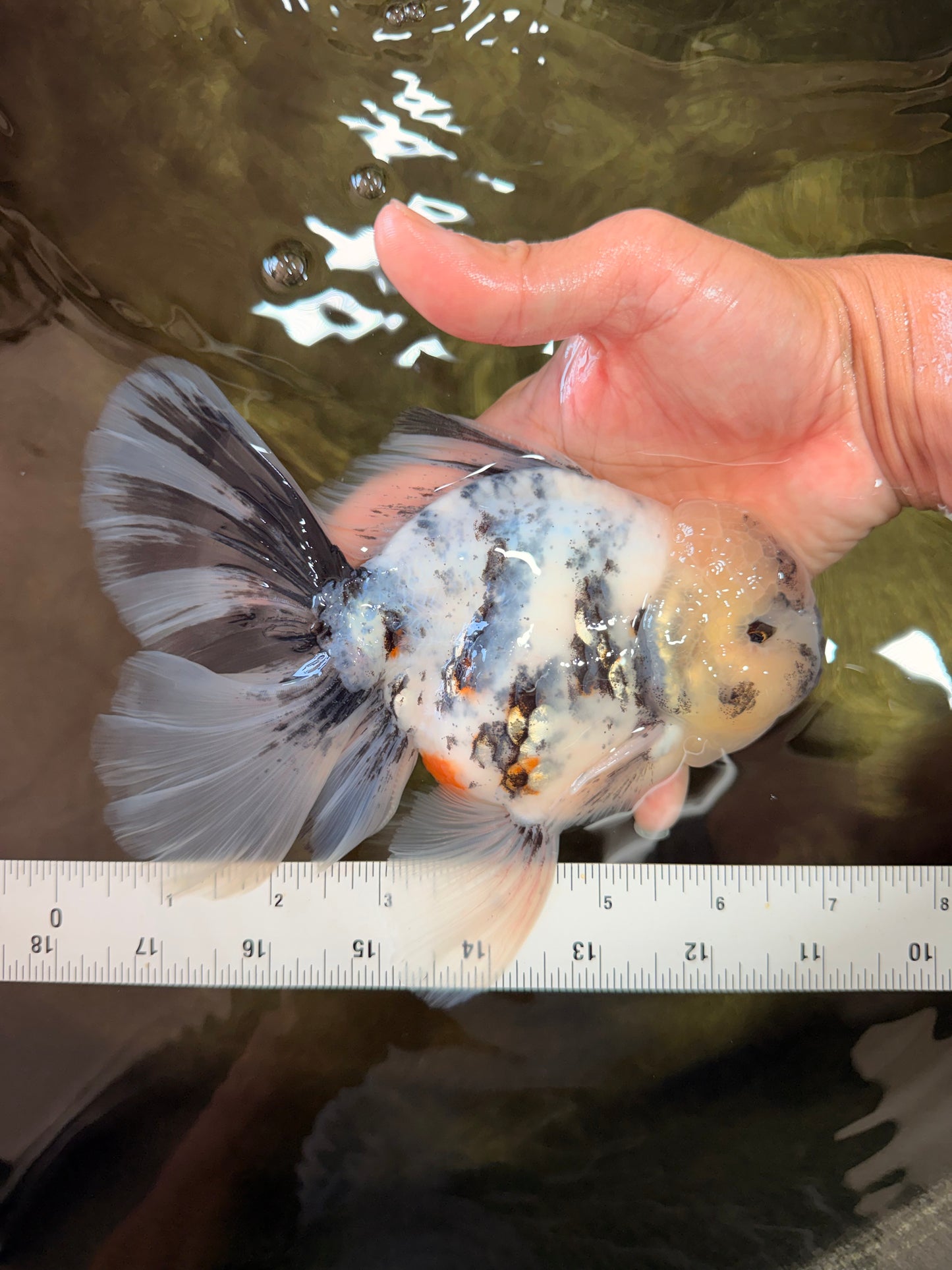 A Grade White Tiger Oranda Male 7 inches #082126OR_15