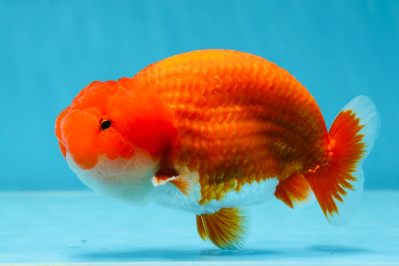 AAA Grade Red White LionKing 4.5  inches #053025LC_13