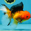 SPECIAL Apache Oranda Female 6 inches #091225OR_17