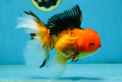 SPECIAL Apache Oranda Female 6 inches #091225OR_17