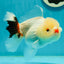 Tricolor Pompom Red Nose Oranda Female 5.5 inches #111524OR_17