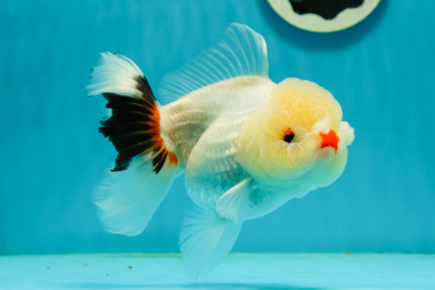 Tricolor Pompom Red Nose Oranda Female 5.5 inches #111524OR_17