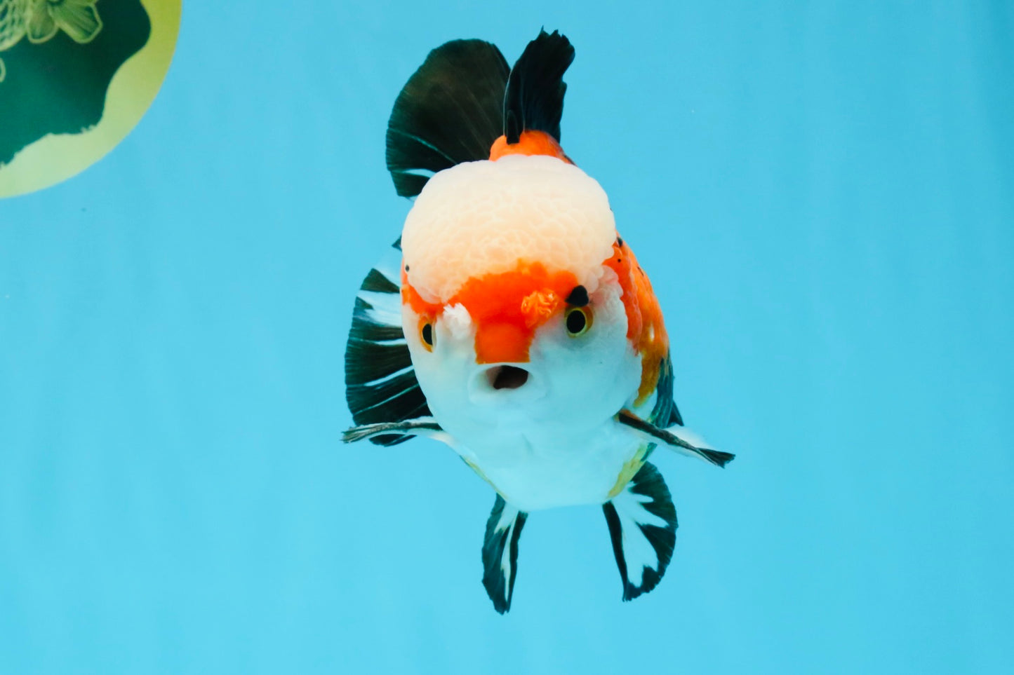 TURKEY AAA Grade Pompom Tricolor Jade Head Yuanbao Male 5.5-6 inches #032726YB_03