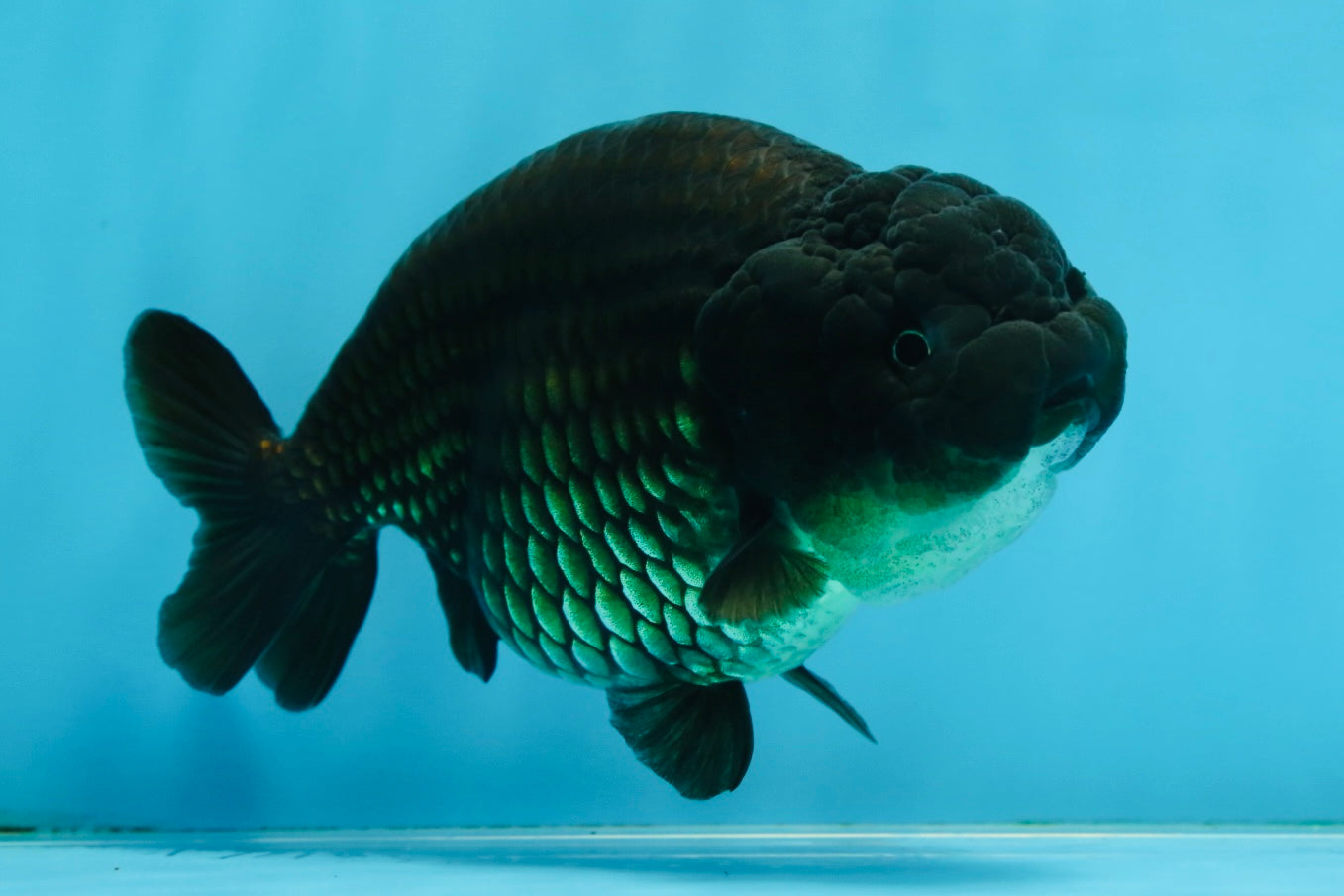 A Grade Black LionQueen 5-5.5 inches #071125LC_01