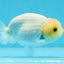 Snow White Lipstick Lionchu Female 3.5-4 inches #0920LC_11