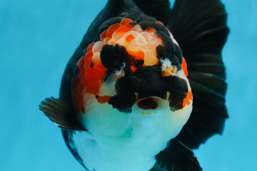 SHOW GRADE UNIQUE Godzilla Tricolor Yuanbao 5.5-6 inches #080825YB_888