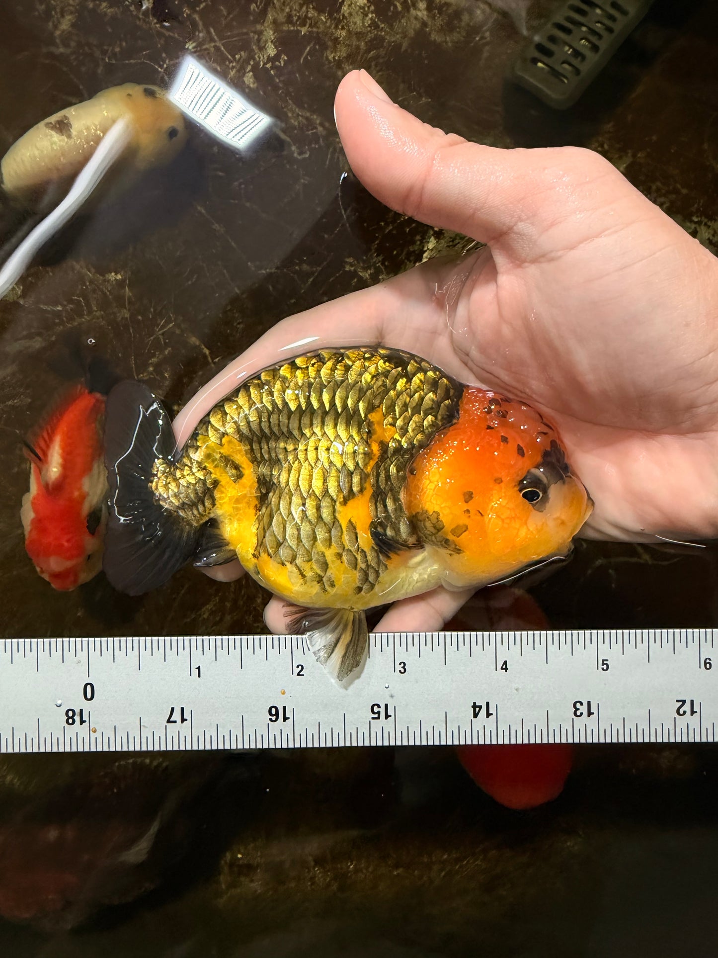 A Grade Chinese Apache Ranchu 4.5-5 inches #110725RC_12