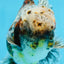 CHONKY AAA Grade Calico Kirin Oranda Male 5.5 inches #102425OR_18