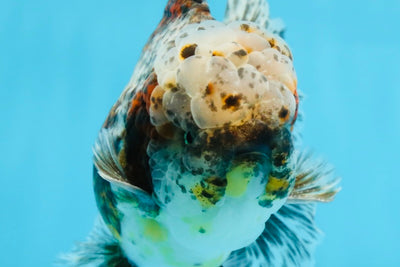 CHONKY AAA Grade Calico Kirin Oranda Male 5.5 inches #102425OR_18