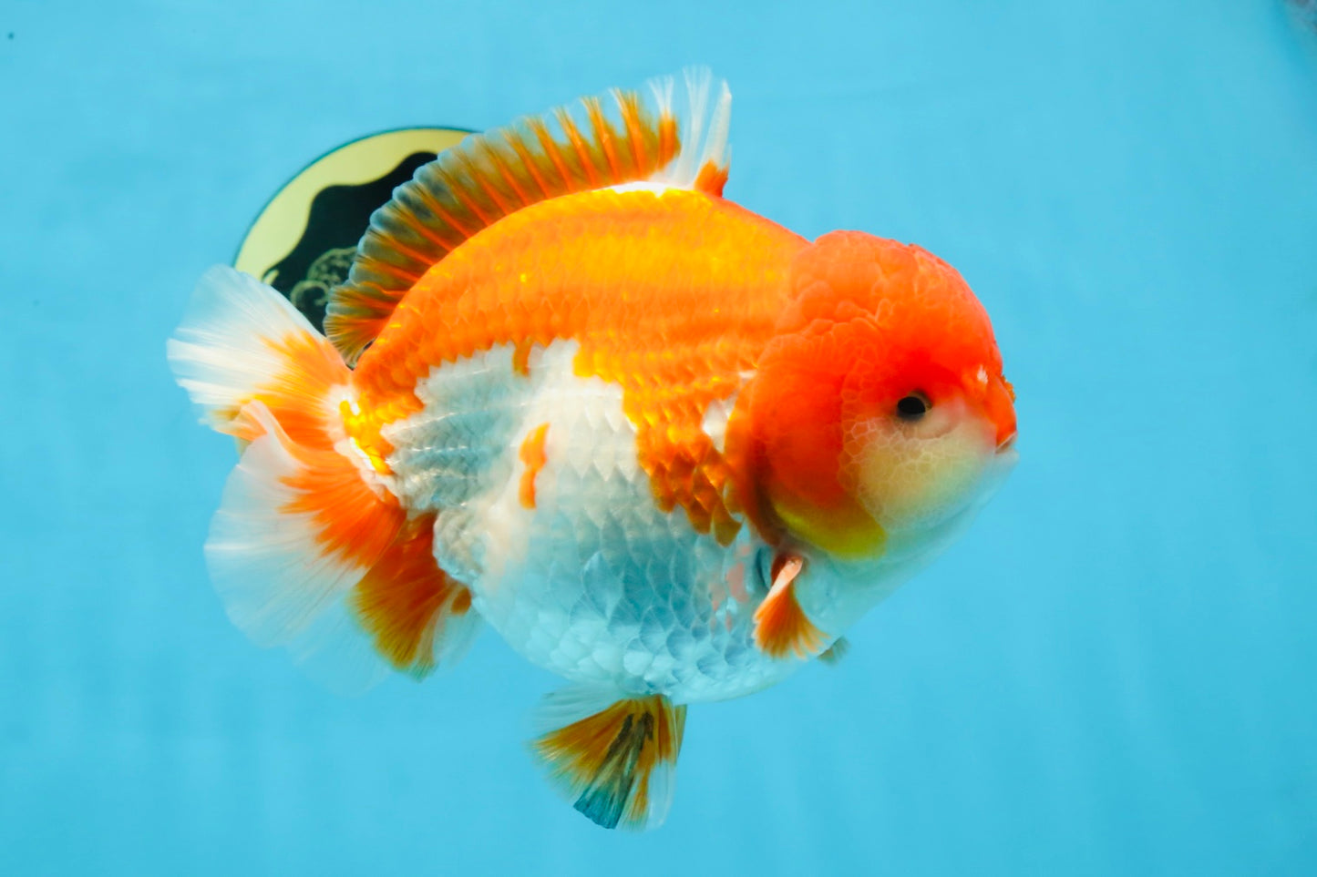 SHOW GRADE Godzilla Red White Yuanbao Male 5.5 inches #101025YB_27