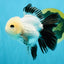 SPECIAL Panda Button Eyes Oranda Male 5 inches #041026OR_11