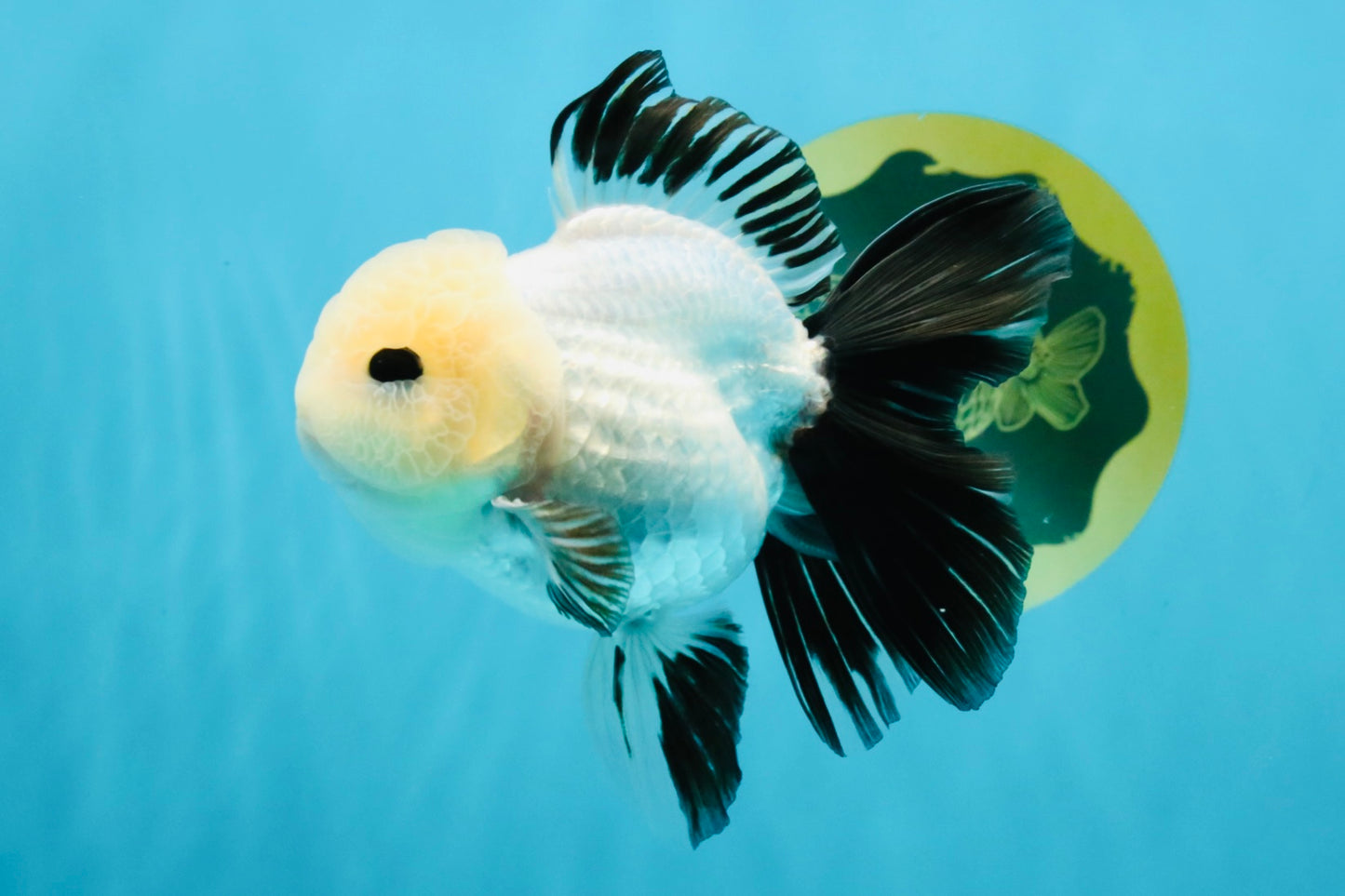 SPECIAL Panda Button Eyes Oranda Male 5 inches #041026OR_11