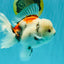 Marble Oranda Male 6.5 inches #050126OR_14