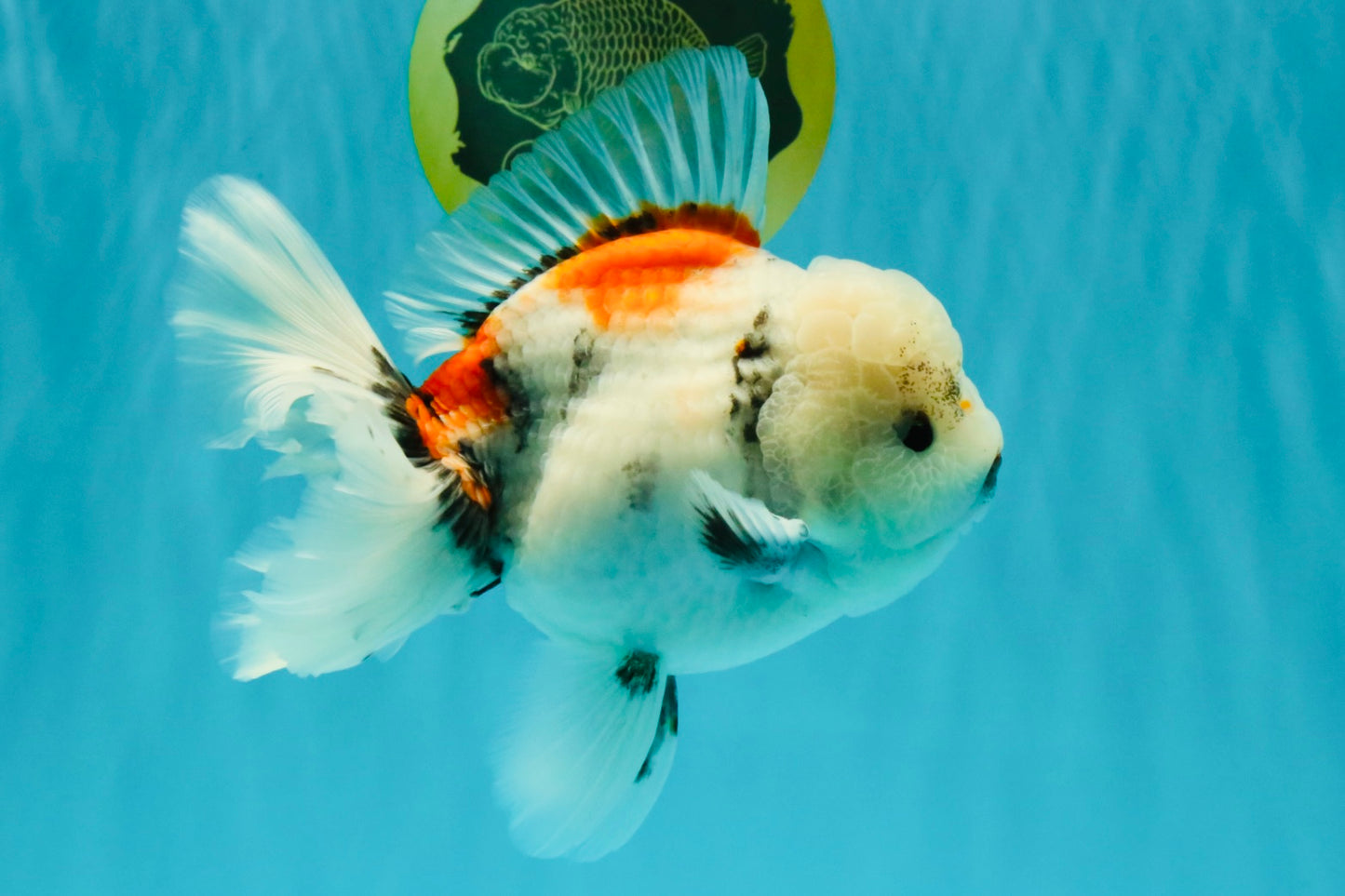 Marble Oranda Male 6.5 inches #050126OR_14